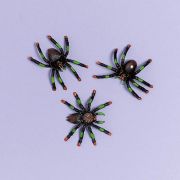8 păianjeni