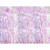 Perdea iridiscentă 100 x 200 cm